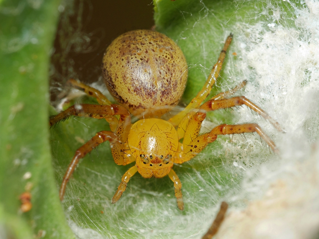 Australomisidia inornata