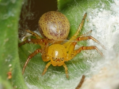 Australomisidia ergandros