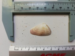 Donax punctatostriatus