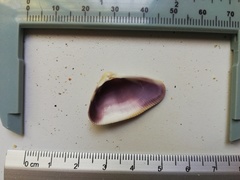 Donax punctatostriatus