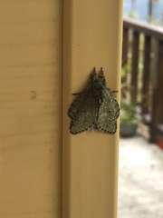 Benbowia takamukuanus