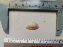 Donax punctatostriatus