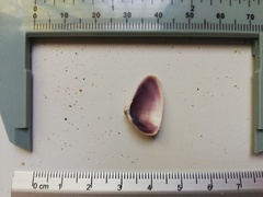 Donax punctatostriatus