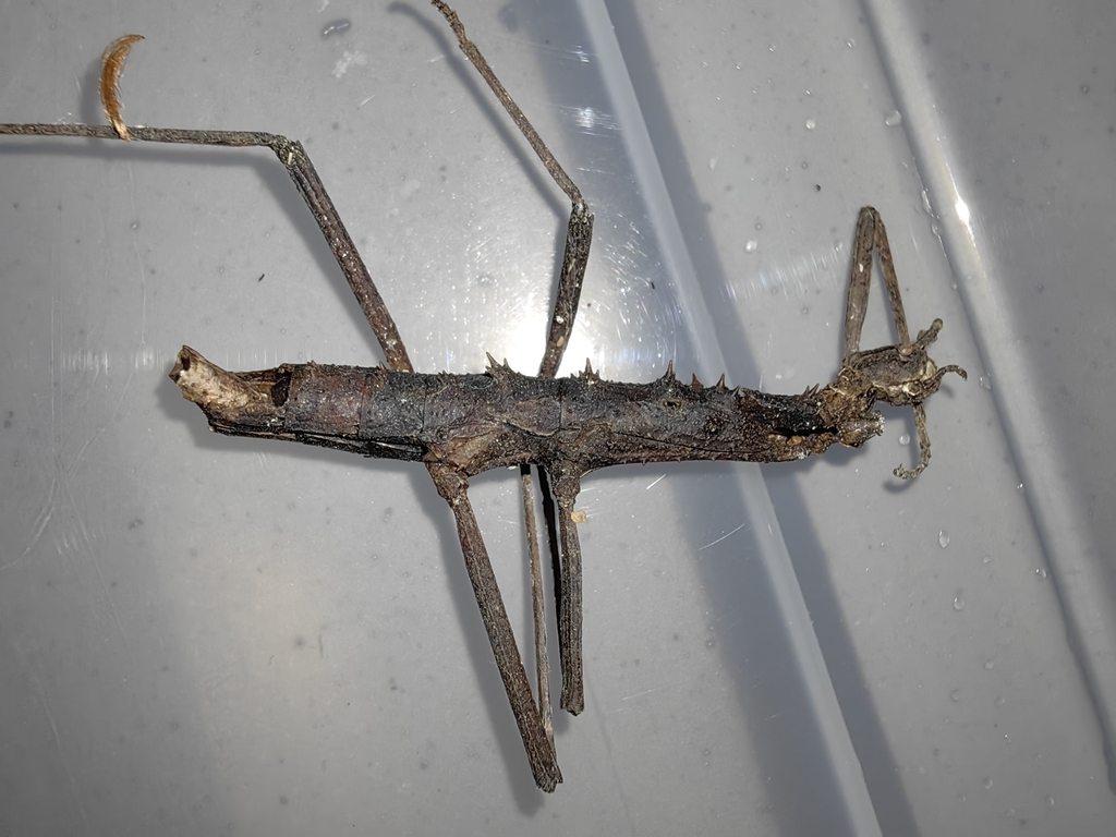 Stick Insect 33cm Stick Insects from Hangzhou, CN-ZJ, CN on November 15, 2023 at 02:56 AM ...