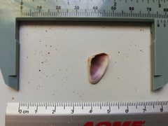 Donax punctatostriatus