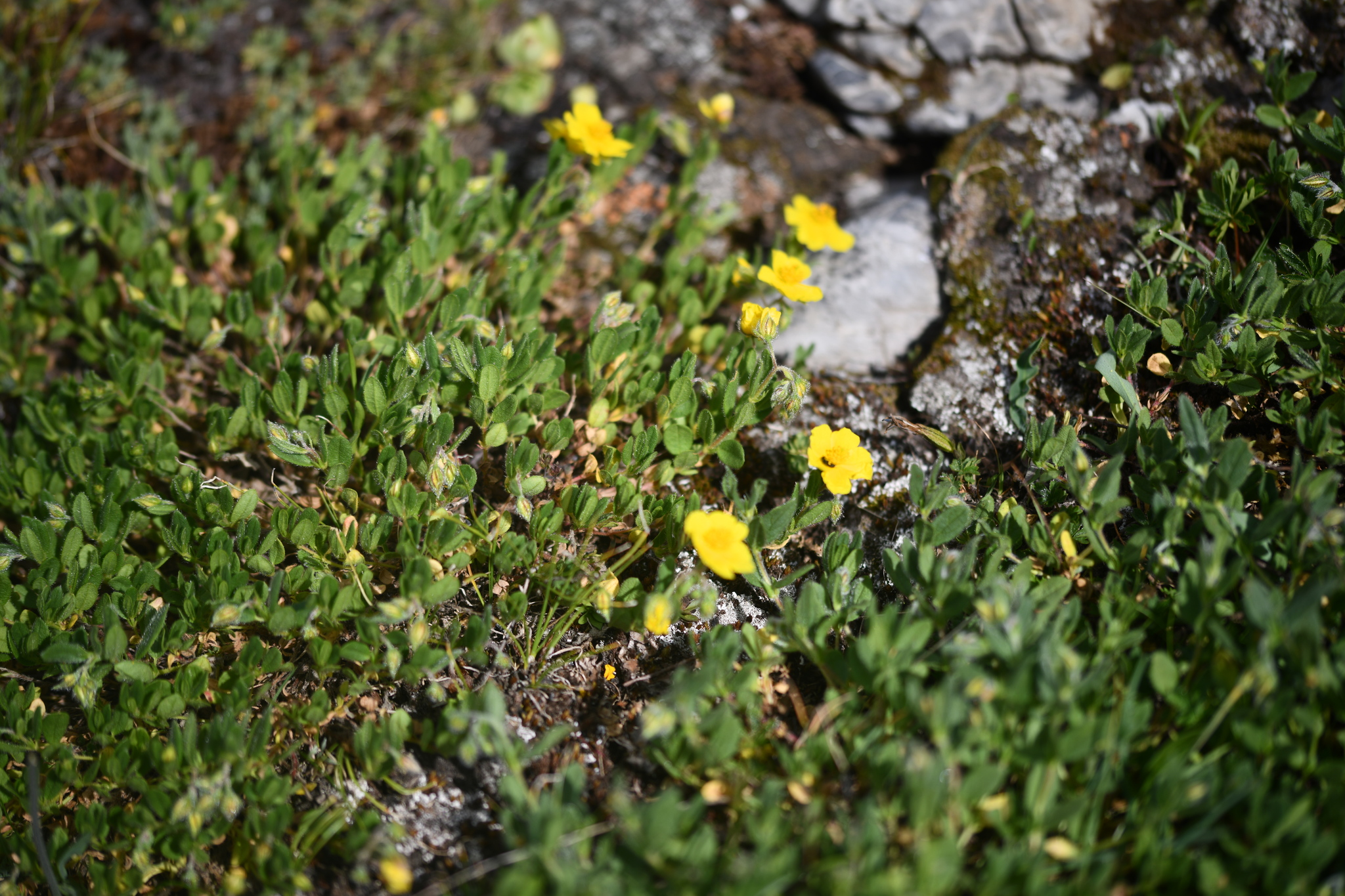 Alpine Rock-Rose (Helianthemum alpestre)