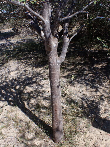 Euphorbia agatheae