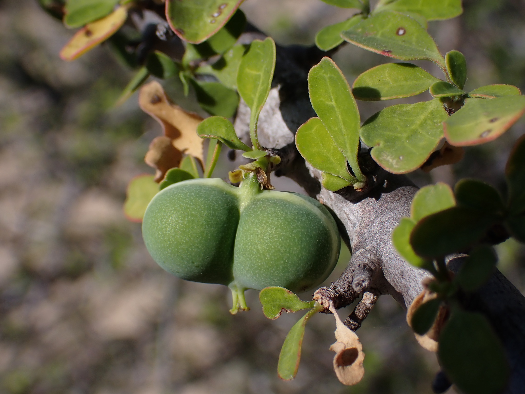 Euphorbia agatheae