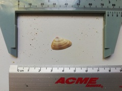 Donax punctatostriatus