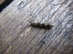 Mystacides longicornis