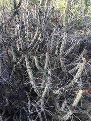 Cylindropuntia tesajo