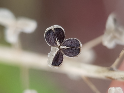 Prospero obtusifolium, photograph 4
