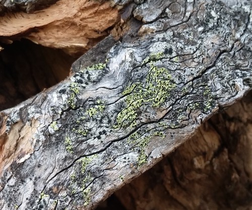 iNaturalist observation photo of yellow soot lichen