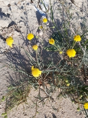 Senecio glaucus