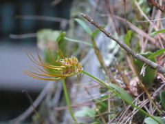 Bulbophyllum setaceum