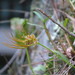 Bulbophyllum setaceum - Photo (c) 山羌, algunos derechos reservados (CC BY-NC)