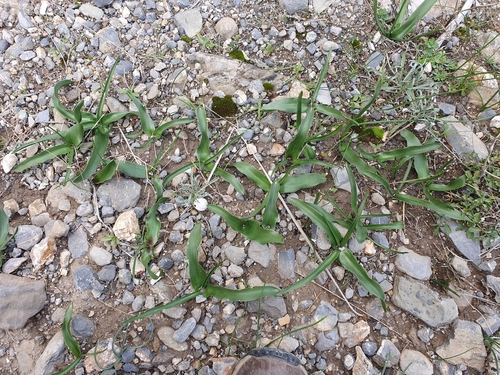 Prospero obtusifolium, photograph 3