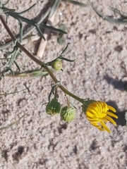 Senecio glaucus
