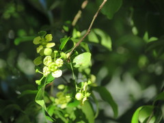 Euonymus carnosus