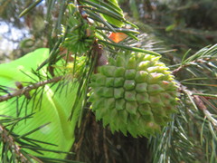 Picea morrisonicola