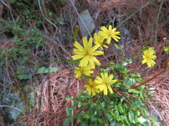 Ixeridium laevigatum