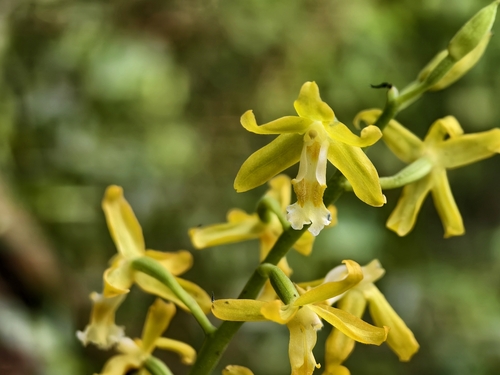 Inverted-Heart Orchid