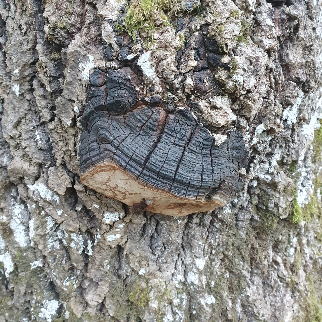 Phellinus tremulae · December 2025 · photo: © jensu (iNaturalist, cc0)
