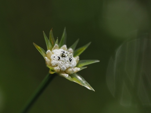 Eriocaulon miquelianum iNat (2)