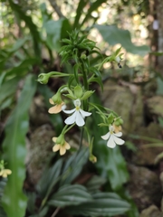 Calanthe