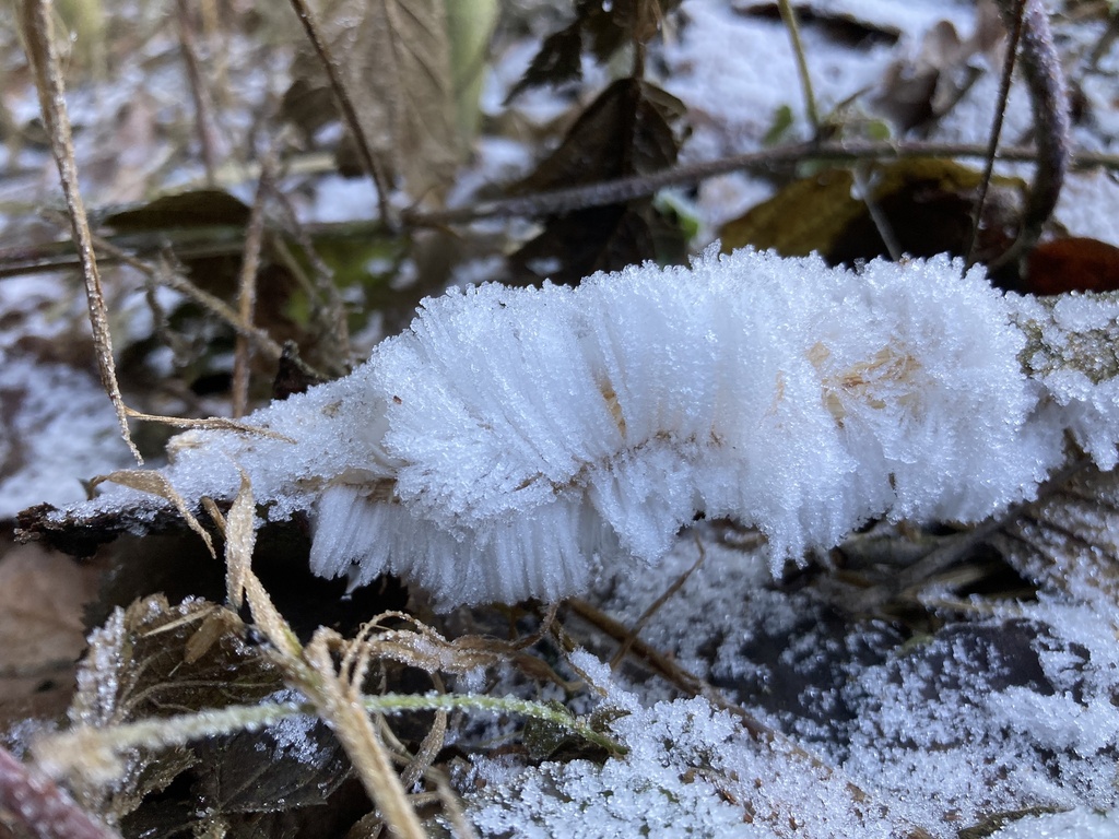 Exidiopsis effusa · December 2025 · photo: © pan_cyan (iNaturalist, cc-by)