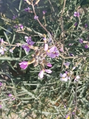 Cakile arabica