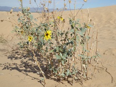 Helianthus niveus tephrodes