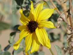 Helianthus niveus tephrodes