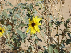 Helianthus niveus tephrodes