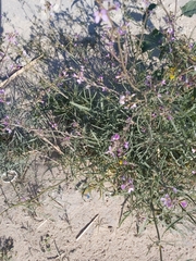 Cakile arabica