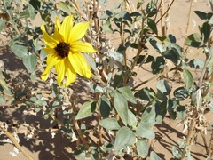 Helianthus niveus tephrodes