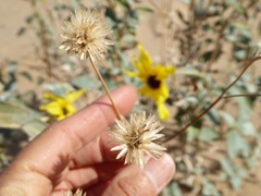 Helianthus niveus tephrodes