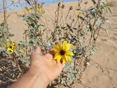 Helianthus niveus tephrodes