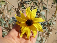 Helianthus niveus tephrodes
