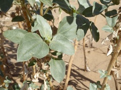 Helianthus niveus tephrodes