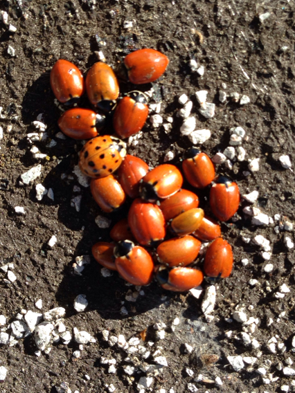 Five-spotted Lady Beetle