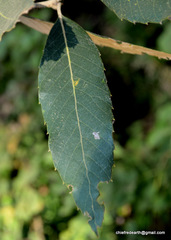 Quercus oblongata