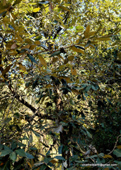 Quercus oblongata