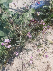 Cakile arabica