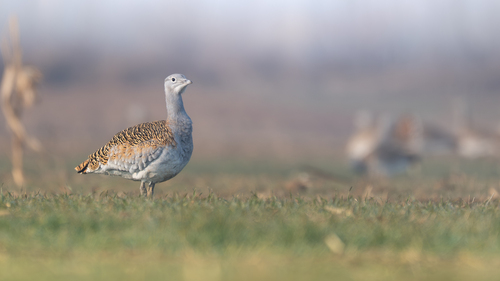 Great Bustard