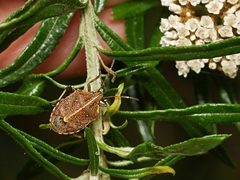Oncocoris geniculatus