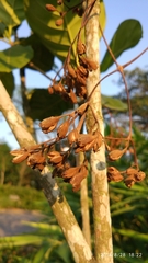 Mussaendopsis beccariana
