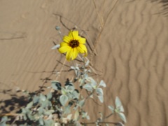 Helianthus niveus tephrodes