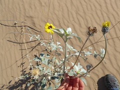Helianthus niveus tephrodes