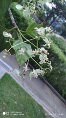 Mussaendopsis beccariana